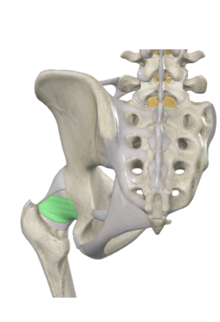 <p>What is the ligament highlighted in <span style="color: rgb(72, 255, 167);">green</span>, and what does it do?</p>