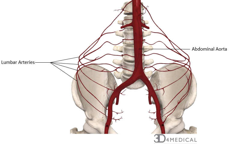 <ul><li><p>lumbar artery</p><ul><li><p>supplies the posterior abdominal wall</p></li></ul></li></ul><p></p>