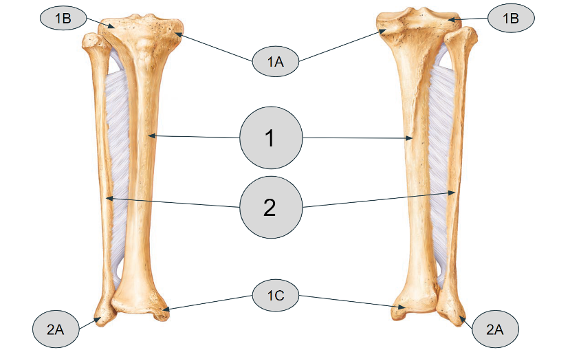 <p>Name these bones</p>