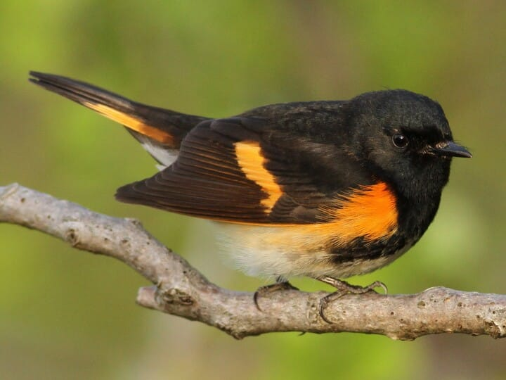<p>american redstart </p><p>black w/ orange patches <br>orange startle patches on retrices <br>white belly </p>