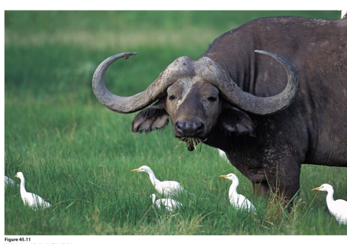 <ul><li><p><span style="background-color: inherit; line-height: 19.55px; color: windowtext;">Commensalism can lead to mutualism (NS select for mutualism)</span><span style="line-height: 19.55px; color: windowtext;">&nbsp;</span></p><ul><li><p class="Paragraph SCXO85363319 BCX0" style="text-align: left;"><span style="background-color: inherit; line-height: 19.55px; color: windowtext;">Water buffallo: most cattle don’t care</span><span style="line-height: 19.55px; color: windowtext;">&nbsp;</span></p></li><li><p class="Paragraph SCXO85363319 BCX0" style="text-align: left;"><span style="background-color: inherit; line-height: 19.55px; color: windowtext;">Water evolved to recognize the alarm call form the birds and react to it -> mutualism (gaining information)</span><span style="line-height: 19.55px; color: windowtext;">&nbsp;</span></p></li></ul></li></ul><p></p>