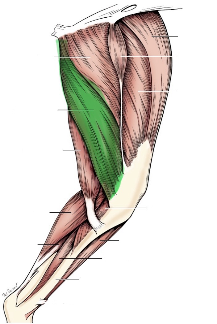 <p>action- extend hip &amp; stifle</p><p>origin- ischiatic tuberosity</p><p>insertion- distal femur &amp; medial condyle of the tibia (distal)</p><p>innervation- sciatic n</p>