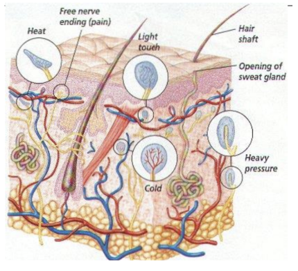 <ul><li><p style="text-align: justify;"><span style="background-color: transparent;">A bőrben különálló hideg és melegérzékelő érzőidegvégződések (<em>termoreceptorok</em>) vannak</span></p></li><li><p style="text-align: justify;"><span style="background-color: transparent;">Ingerük a bőrt érő hőhatás</span></p></li><li><p style="text-align: justify;"><span style="background-color: transparent;">A hideget érzékelők egyenletesebben és felületesebben helyezkednek el, ezek a </span><span><strong>hidegpontok</strong></span><span style="background-color: transparent;"> (<em>Krause-féle végződések</em>)</span></p></li><li><p style="text-align: justify;"><span style="background-color: transparent;">A meleget érzékelők egyenetlenebbül helyezkednek el, számuk kevesebb és mélyebb fekvésűek, ezek a </span><span><strong>melegpontok</strong></span><span style="background-color: transparent;"> (<em>Ruffini-féle végződések</em>)</span></p></li><li><p style="text-align: justify;"><span style="background-color: transparent;">Nagyon alacsony és nagyon magas hőmérséklet hatására fájdalomérzet keletkezik</span></p></li><li><p style="text-align: justify;"><span style="background-color: transparent;">A hőérzékelő receptorok alkalmazkodóképessége nagy (hideg víz után a langyos is melegnek tűnik)</span></p></li></ul><p></p>