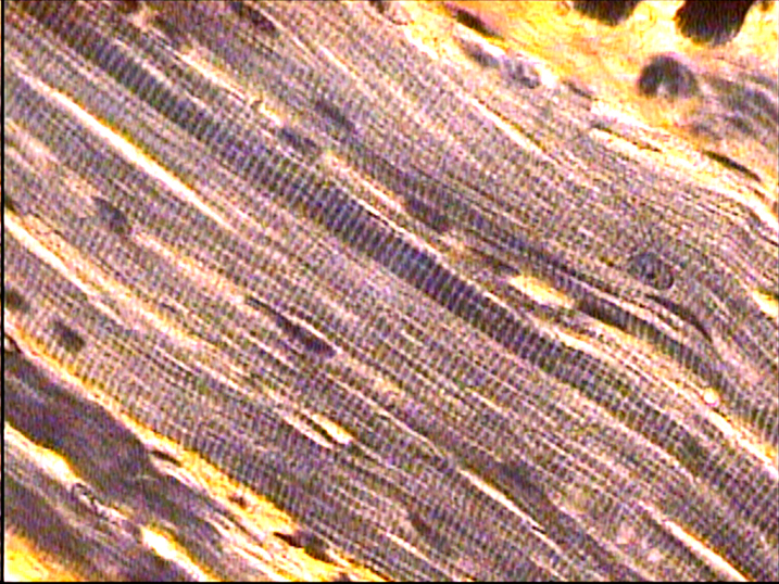 <p>name tissue </p>