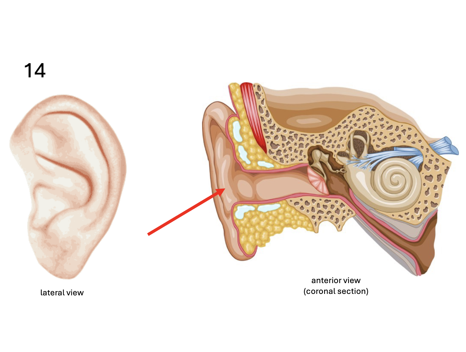 <p>Identify the <strong>organ</strong></p>