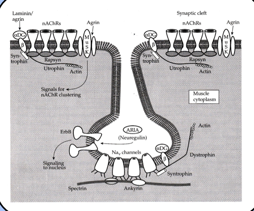 <p>nicacetyl choline receptors (nAChRs) scaffold/support proteins and sodium channels</p>