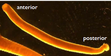 <p>Nematoda > Secernentea > <span style="color: blue;"><strong>Strongylida (bursates)</strong></span></p>