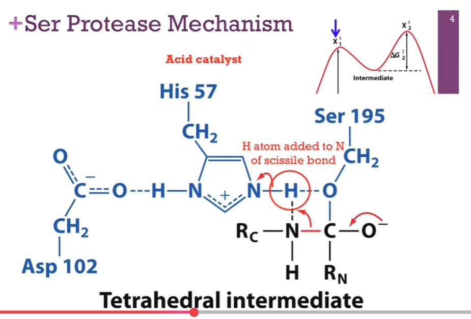 <p>Resolved Structure from previous slide.<strong> N has formed a bond with H</strong>. His carries a POSITIVE charge because it was a proton! <strong>We have broken the bond between O and H, but it does form a hydrogen bond!! (THAT’S BETWEEN THE O and H; the dashed LINE!!)</strong>. <strong>The oxygen on the serine has formed a new COVALENT bond with the carbonyl carbon! </strong>Notice that carbonyl carbon is now a tetrahedral intermediate. Also an unstable carb anion. Unstable tetrahedral intermediate (X1doubledagger).</p>