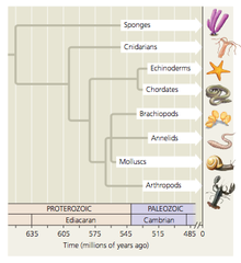 <p>Rapid increase of multicellular organisms</p><p>• Marks beginning of the Paleozoic Era (542 mya)</p><p>• Oxygen levels approaching current level</p><p>• Glaciations of late Proterozoic had ended 40 million years earlier.</p><p>• Many of the major animal groups alive first appeared during this time.</p><p>• Multicellular life->aquatic</p>