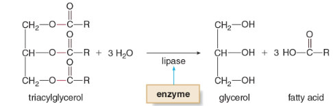 <p>By adding water, cleave bonds on a molecule.</p>