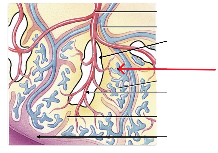 <p>Which part of spleen:</p><ul><li><p>Filters the blood</p></li><li><p>Appears blue</p></li></ul><p></p>