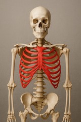 <p>The Chest</p>