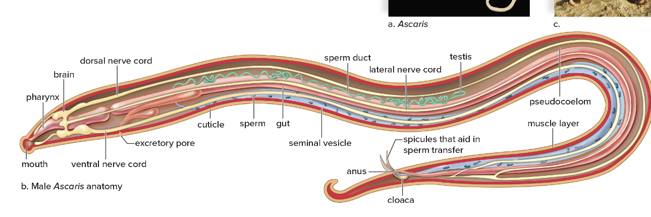 <p><span>phylum Nematoda</span></p><ul><li><p><span>Nonsegmented worms found in almost every environment</span></p></li><li><p><span>have a <strong>pseudocoelom</strong>—a fluid filled body cavity that is incompletely lined by mesoderm - substitute for circulatory system</span></p></li><li><p><span>nematodes (phylum) can be free-living or parasitic</span></p></li><li><p><span>scaris lumbricoides </span></p><ul><li><p><span>females are longer and prolific</span></p></li><li><p><span>whiplike motion </span></p></li><li><p><span>Eggs enter host in uncooked vegetables or ingested fecal material</span></p></li></ul></li><li><p><em>trichinosis </em>from undercooked pork and resides in intestine after ingestion</p></li><li><p><em>lympathatic filariasis </em>- caused by filarial worms which use mosquito as intermediate host and resides in <span>lymphatic vessels and prevent lymph drainage</span></p><ul><li><p>pinworms are common in US kids </p></li></ul></li></ul><p></p>