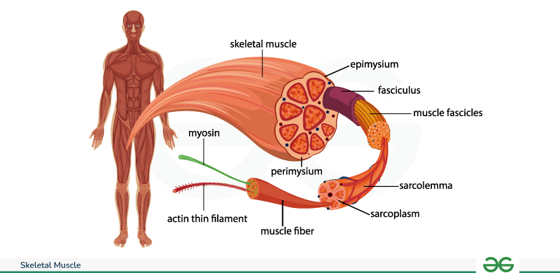 <ul><li><p>Thick filaments (myosin) and thin filaments (actin) make up the unit of a sacromere</p></li><li><p>Sacromere makes up a myofibril</p></li><li><p>Bunch of myofibril make up muscle fiber</p></li><li><p>bundle of muscle fiber makes up muscle</p></li></ul><p></p>