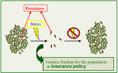 <p>dormant versions of regular cells that are very tolerant of antibiotics. particularly problematic in instances of tuberculosis infections. patient noncompliance to antibiotic plan can allow them to develop antibiotic resistance.</p>