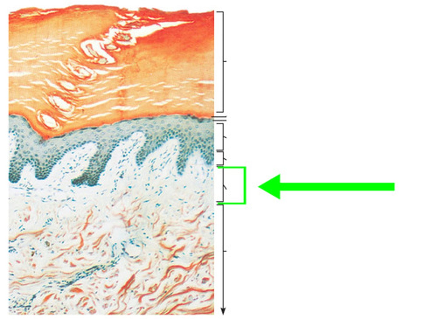 <p>Top 1/5 of dermis, most is areolar connective tissue, dermal papillae "fingerprints"</p>