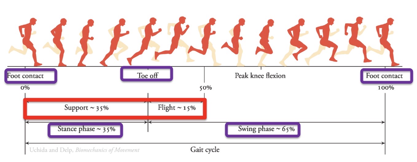 <p>What are the main differences between walking and running gait cycle </p>