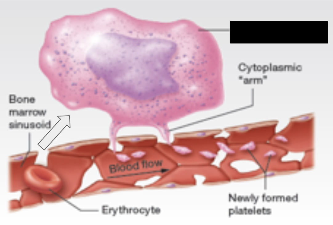 <p>What substance is produced by the cell highlighted in the picture</p>