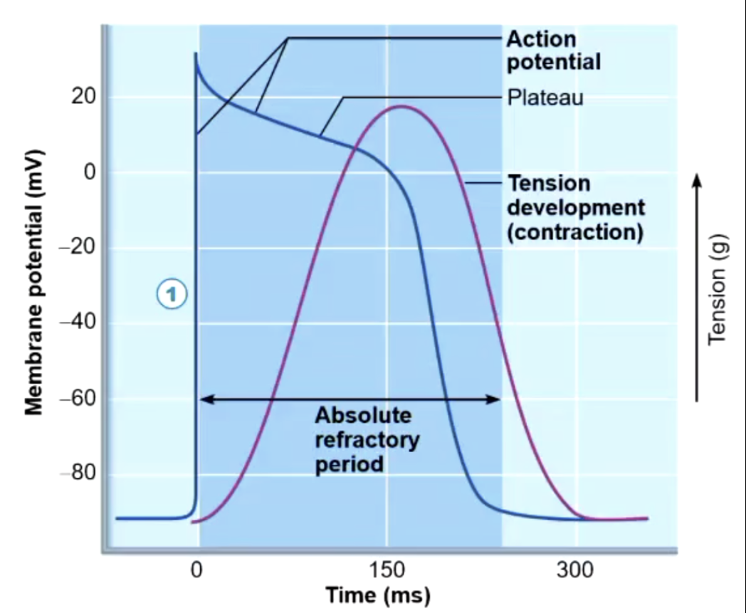 <p>Stable resting membrane potential</p><p></p><p>1) Rapid depolarisation of Na influx through fast voltage gated Na channels</p><p>2) Plateau phase of where there is a slow influx of calcium keeping the cell depolarised. THIS IS WHERE THE CONTRACTION TAKES PLACE</p><p>3) Repolarisation is when the calcium channels becomes inactivated, opening the potassium channels, and resting to the resting voltage</p><p></p><p>Long Absolute refractory period</p><p></p><p><strong>Function link</strong></p><ul><li><p>Produces <strong>strong, coordinated contractions</strong></p></li><li><p>Plateau allows <strong>sustained force for blood ejection</strong></p></li><li><p>Prevents continuous contraction → ensures <strong>relaxation between beats</strong></p></li></ul><p></p>