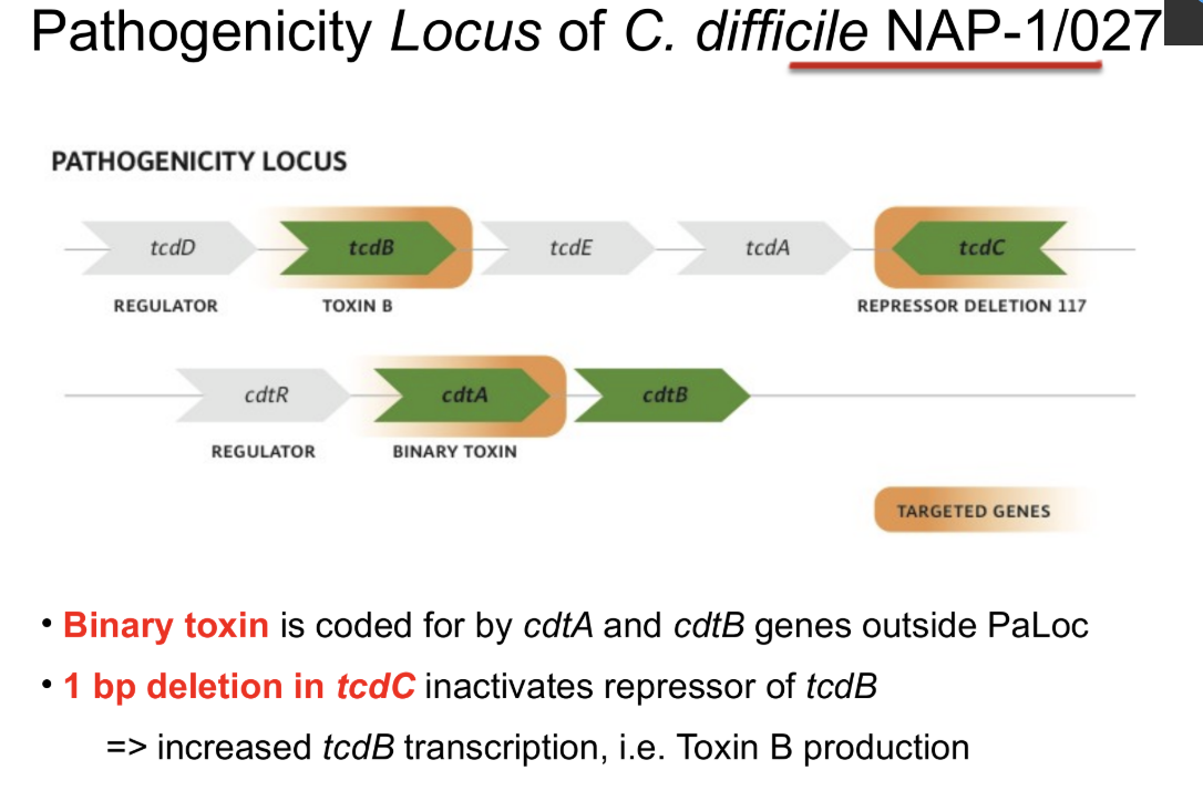 <ul><li><p>BI/NAP1/027, toxinotype III</p></li><li><p>carries extra toxin known as <strong>binary toxin (cdtB, cdtA)</strong></p></li><li><p>increased toxin A/B production due to polymorphism in regulatory gene (<strong>tcdC</strong>)</p></li></ul><p></p>