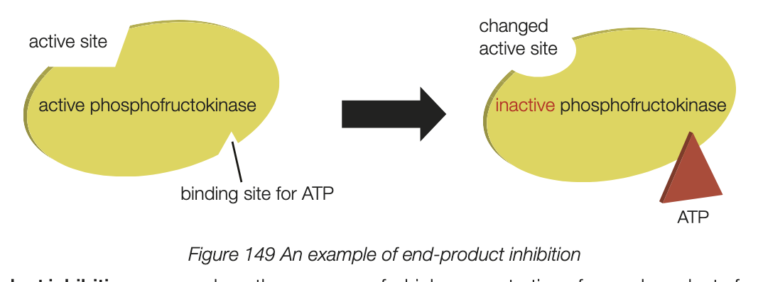 <ul><li><p>The activity of some enzymes is regulated by substances that bind to the enzyme NOT AT THE ACTIVE SITE but in the ALLOSTERIC SITE</p></li><li><p>causes a reversible change to the active site and alter binding </p></li><li><p>end products of metabolic pathways can act as inhibitors of pathway action associated with the control of metabolic pathways in cells </p></li><li><p>known as end product inhibition - occurs when the presence of a high concentration of the end-product of a metabolic pathway inhibits the production of products that stop the production of the end-product </p></li></ul><p></p>