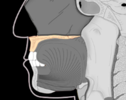 term image