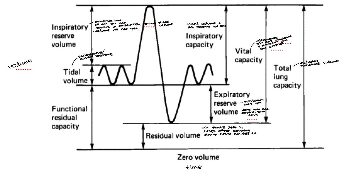 <p><span style="background-color: transparent;"><strong>IC= IRV+TV&nbsp;</strong></span></p><p><span style="background-color: transparent;">(amount of air a person can inspire maximally after a normal expiration)</span></p><p><span style="background-color: transparent;"><strong>FRC= ERV+RV&nbsp;</strong></span></p><p><span style="background-color: transparent;">(amount of air remaining in the lungs at the end of a normal expiration)</span></p><p><span style="background-color: transparent;"><strong>VC=IRV+TV+ERV&nbsp;</strong></span></p><p><span style="background-color: transparent;">(maximum volume of air a person can expel from the respiratory tract after a maximum inspiration)</span></p><p><span style="background-color: transparent;"><strong>TLC=IRV+ERV+TV+RV</strong></span></p>