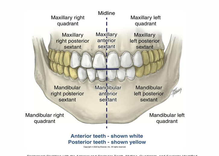 <p>The dentition can also be divided into six segments called sextants </p><p>There are 5 teeth in each of the four posterior sextants and six teeth in both anterior sextants</p><ul><li><p>sextants 1,3,4,6 are posterior </p></li><li><p>sextants 2 and 5 are anterior </p></li></ul><p></p>