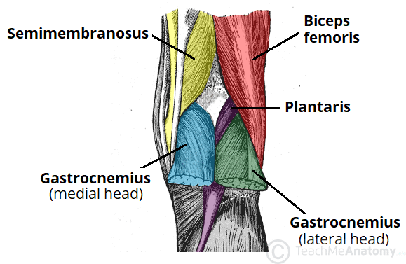 <p>Borders of Popliteal Fossa</p>