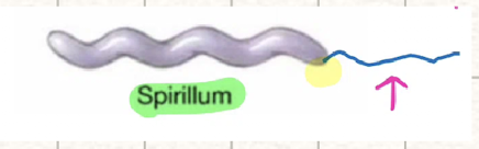 <p>rigid, short/thick cells</p><ul><li><p>loosely-coiled</p></li><li><p>flagella</p></li></ul><p></p>