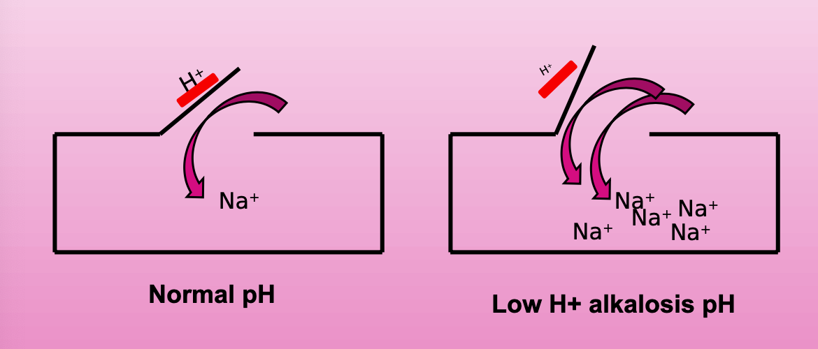 <p>high pH, Na channels too open (not enough h+ to close door)—> signals excessivelt started or propagated</p>