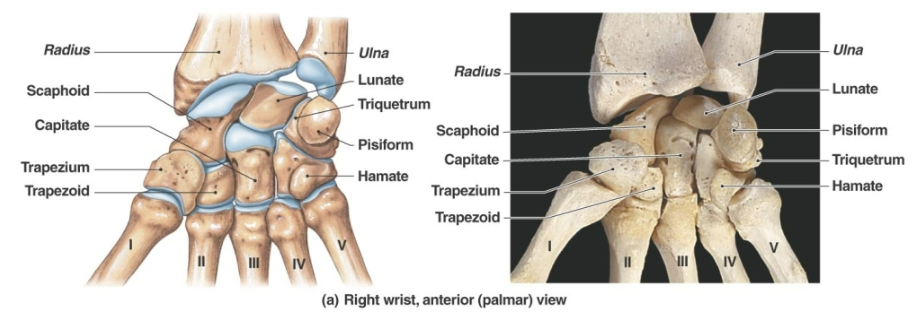 <p><strong>True wrist</strong> consisting of<strong> eight </strong> marble sized <strong>carpal bones</strong> closely united by ligaments that are arranged in <strong>two irregular rows of four</strong></p>
