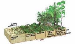 <p>The development of ecosystems in areas where no life previously existed, beginning with pioneer species.</p>
