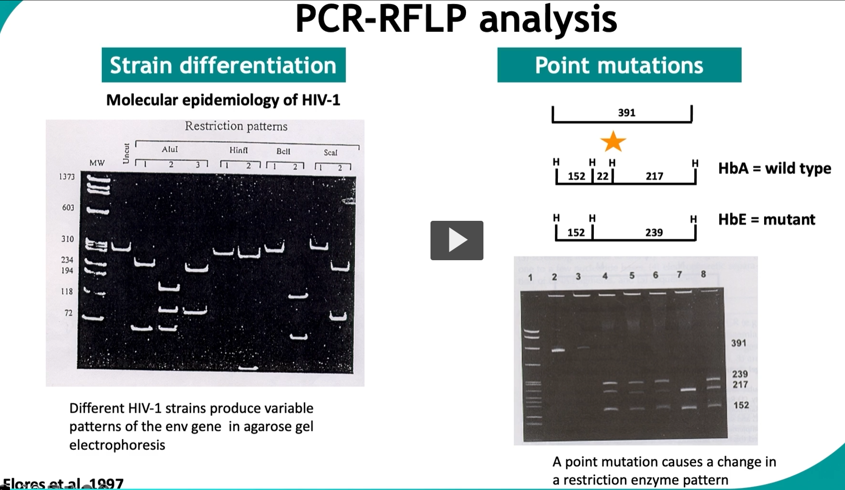 <p>This slide is about <strong>PCR-RFLP</strong>, a classic method used to <strong>detect genetic differences (mutations or strain variation)</strong> by combining PCR with restriction enzymes.</p><div data-type="horizontalRule"><hr></div><p> <span data-name="dna" data-type="emoji">🧬</span> Big Idea </p><figure data-type="blockquoteFigure"><div><blockquote><p><strong>PCR-RFLP = amplify DNA → cut with restriction enzymes → analyze fragment pattern.</strong></p></blockquote><figcaption></figcaption></div></figure><p><span data-name="point_right" data-type="emoji">👉</span> If the DNA sequence changes → the cutting pattern changes → the band pattern changes.</p><div data-type="horizontalRule"><hr></div><p> <span data-name="microscope" data-type="emoji">🔬</span> Step-by-step (core workflow) 1. <strong>PCR amplification</strong></p><ul><li><p>Target a specific gene (e.g., HIV env gene, hemoglobin gene)</p></li><li><p>Make many copies</p></li></ul><div data-type="horizontalRule"><hr></div><p>2. <strong>Restriction enzyme digestion</strong></p><ul><li><p>Add a restriction enzyme (e.g., AluI, HinfI)</p></li><li><p>Enzyme cuts DNA at <strong>specific sequences</strong></p></li></ul><p><span data-name="point_right" data-type="emoji">👉</span> Important:</p><figure data-type="blockquoteFigure"><div><blockquote><p>If a mutation changes the sequence → enzyme may <strong>cut differently or not at all</strong></p></blockquote><figcaption></figcaption></div></figure><div data-type="horizontalRule"><hr></div><p>3. <strong>Gel electrophoresis</strong></p><ul><li><p>Separate fragments by size</p></li><li><p>Visualize <strong>band pattern</strong></p></li></ul><div data-type="horizontalRule"><hr></div><p> <span data-name="brain" data-type="emoji">🧠</span> Key principle </p><figure data-type="blockquoteFigure"><div><blockquote><p><strong>DNA sequence → determines restriction sites → determines band pattern</strong></p></blockquote><figcaption></figcaption></div></figure><div data-type="horizontalRule"><hr></div><p> <span data-name="test_tube" data-type="emoji">🧪</span> LEFT SIDE: Strain differentiation (HIV example) What’s happening: </p><ul><li><p>Different HIV-1 strains have <strong>slightly different DNA sequences</strong></p></li><li><p>When cut with enzymes → produce <strong>different fragment sizes</strong></p></li></ul><p><span data-name="point_right" data-type="emoji">👉</span> Result:</p><ul><li><p>Each strain → <strong>unique banding pattern</strong></p></li></ul><div data-type="horizontalRule"><hr></div><p> Why useful: </p><ul><li><p>Track infection spread</p></li><li><p>Identify sources of outbreaks</p></li><li><p>Compare viral strains</p></li></ul><p><span data-name="point_right" data-type="emoji">👉</span> This is <strong>molecular epidemiology</strong></p><div data-type="horizontalRule"><hr></div><p> <span data-name="dna" data-type="emoji">🧬</span> RIGHT SIDE: Point mutation example (HbA vs HbE) </p><p>This is the most important concept.</p><div data-type="horizontalRule"><hr></div><p> <span data-name="test_tube" data-type="emoji">🧪</span> Wild type (HbA) </p><ul><li><p>Normal DNA sequence</p></li><li><p>Restriction enzyme recognizes its site → cuts</p></li></ul><p><span data-name="point_right" data-type="emoji">👉</span> Produces:</p><ul><li><p>Multiple fragments (e.g., 152, 22, 217)</p></li></ul><div data-type="horizontalRule"><hr></div><p> <span data-name="test_tube" data-type="emoji">🧪</span> Mutant (HbE) </p><ul><li><p>Single base change (point mutation)</p></li><li><p>Alters restriction site</p></li></ul><p><span data-name="point_right" data-type="emoji">👉</span> Result:</p><ul><li><p>Enzyme can’t cut at that site anymore</p></li><li><p>Fragment sizes change (e.g., 152, 239)</p></li></ul><div data-type="horizontalRule"><hr></div><p> <span data-name="bar_chart" data-type="emoji">📊</span> Gel interpretation </p><ul><li><p><strong>Different band sizes = different DNA sequence</strong></p></li><li><p>Compare lanes:</p><ul><li><p>Same pattern → same genotype</p></li><li><p>Different pattern → mutation present</p></li></ul></li></ul><div data-type="horizontalRule"><hr></div><p> <span data-name="fire" data-type="emoji">🔥</span> Key concept (HIGH-YIELD) </p><figure data-type="blockquoteFigure"><div><blockquote><p>A <strong>single nucleotide change</strong> can:</p></blockquote><figcaption></figcaption></div></figure><ul><li><p>create a new restriction site</p></li><li><p>destroy an existing one</p></li></ul><p><span data-name="point_right" data-type="emoji">👉</span> → changes band pattern</p><div data-type="horizontalRule"><hr></div><p> <span data-name="brain" data-type="emoji">🧠</span> Why this works </p><p>Restriction enzymes are:</p><ul><li><p><strong>sequence-specific “molecular scissors”</strong></p></li></ul><p>So even:</p><figure data-type="blockquoteFigure"><div><blockquote><p><strong>1 base change = different cutting = different pattern</strong></p></blockquote><figcaption></figcaption></div></figure><div data-type="horizontalRule"><hr></div><p> <span data-name="jigsaw" data-type="emoji">🧩</span> High-yield summary </p><figure data-type="blockquoteFigure"><div><blockquote><p>PCR-RFLP detects genetic variation by amplifying DNA, digesting it with restriction enzymes, and identifying sequence differences based on fragment size patterns.</p></blockquote><figcaption></figcaption></div></figure><div data-type="horizontalRule"><hr></div><p> <span data-name="brain" data-type="emoji">🧠</span> Simple mental model </p><ul><li><p>PCR = <strong>copy the sentence</strong></p></li><li><p>Restriction enzyme = <strong>cut at specific words</strong></p></li><li><p>Mutation = <strong>changes the word → cut changes</strong></p></li><li><p>Gel = <strong>shows where cuts happened</strong></p></li></ul><div data-type="horizontalRule"><hr></div><p> <span data-name="warning" data-type="emoji">⚠</span> Exam tip </p><ul><li><p>Used for:</p><ul><li><p>mutation detection</p></li><li><p>strain typing</p></li></ul></li><li><p>Being replaced by:</p><ul><li><p>sequencing (more precise)</p></li></ul></li></ul><p></p>