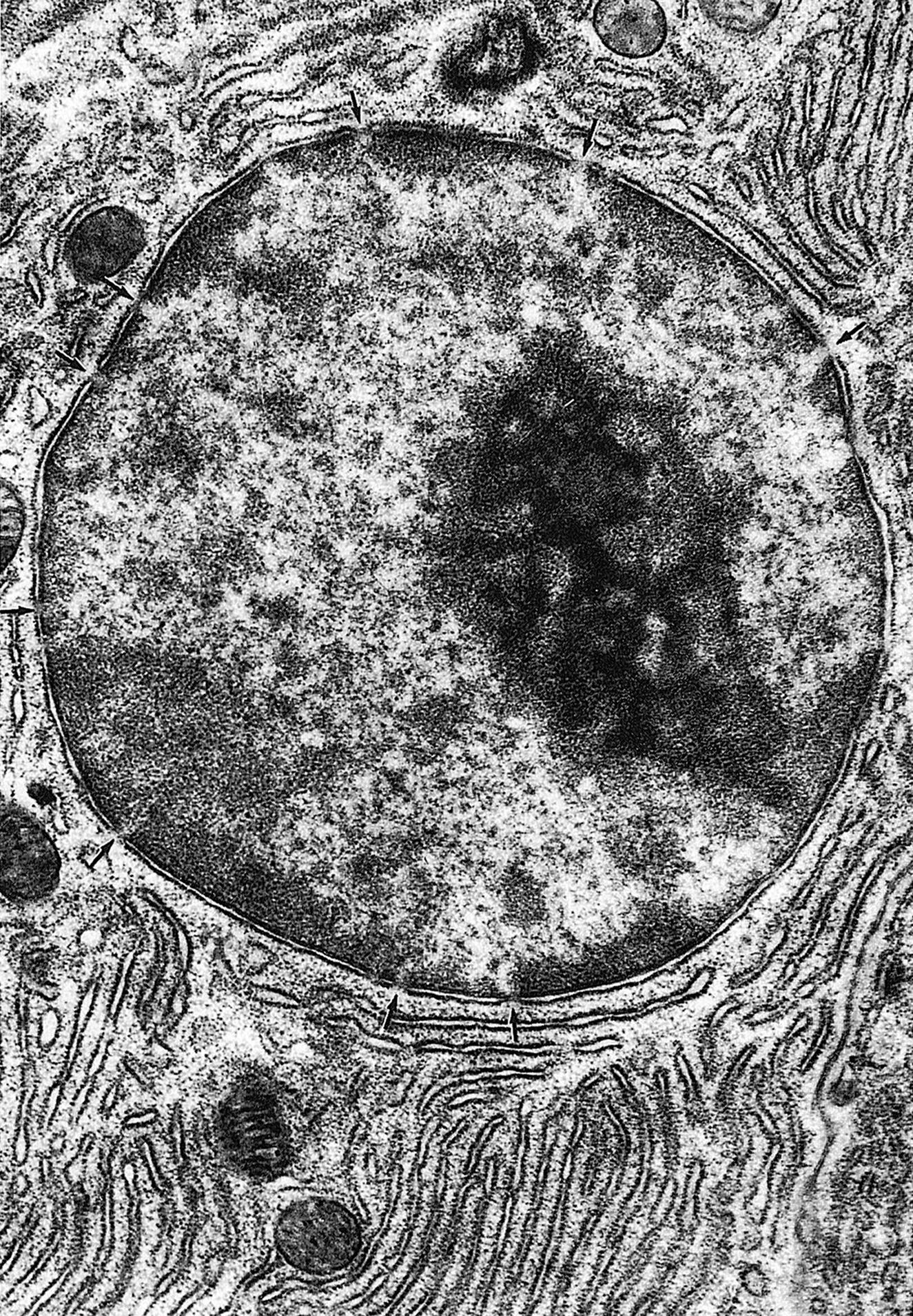 <p>Contains the cell’s DNA (genetic code) surrounded by a double layered membrane called the nuclear envelope. Within the nucleus in the nucleolus, which is where ribosomes are assembled.</p>