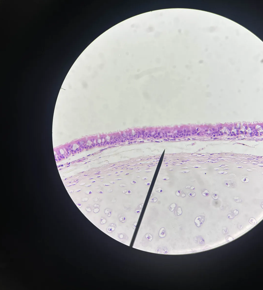 <p>Identify organ &amp; tissue type</p>