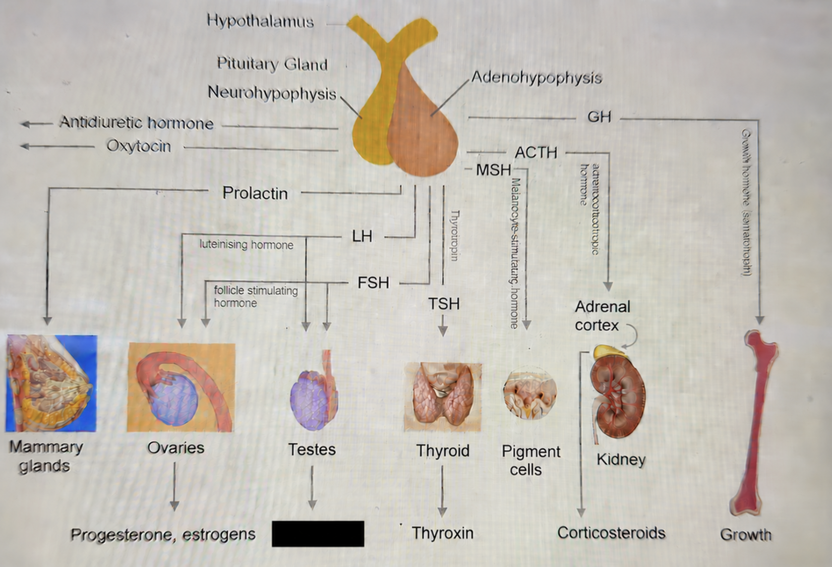 term image