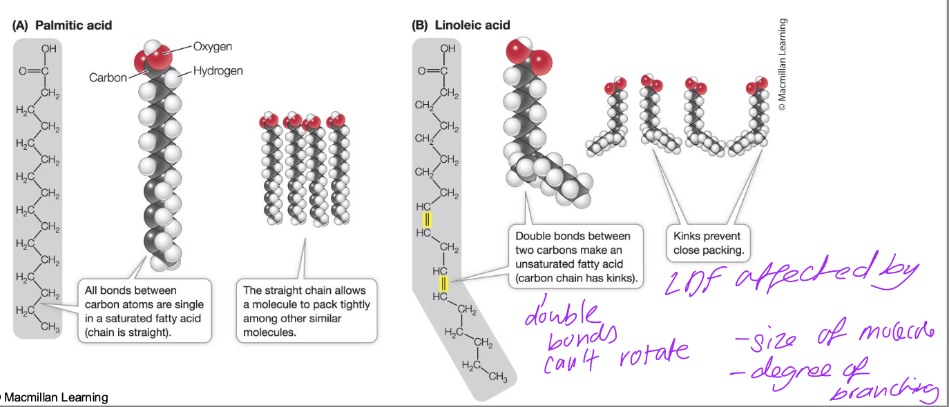 <p>double bonds can’t rotate so rigid and there’s kinks in fatty acid chain so they can’t pack closely</p><ul><li><p>dispersion forces weaker </p></li></ul><p></p>