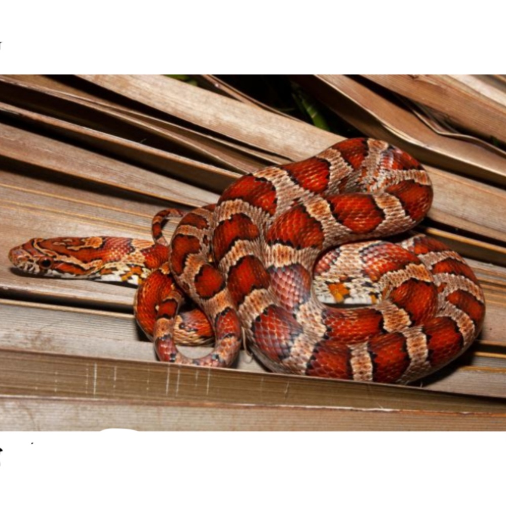 <p>name this animal</p>