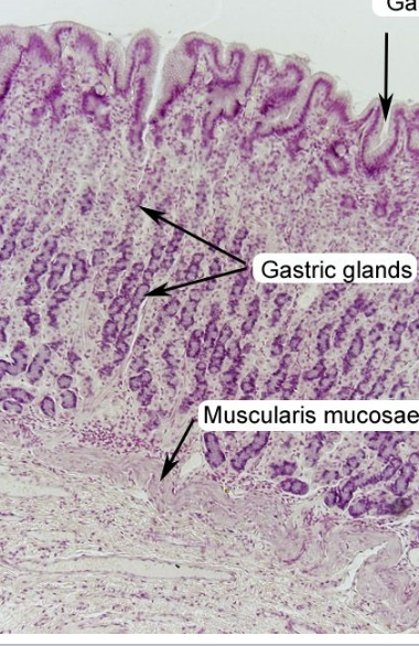 <p>name the two layers in order (stomach) (ignore other labelings)</p>