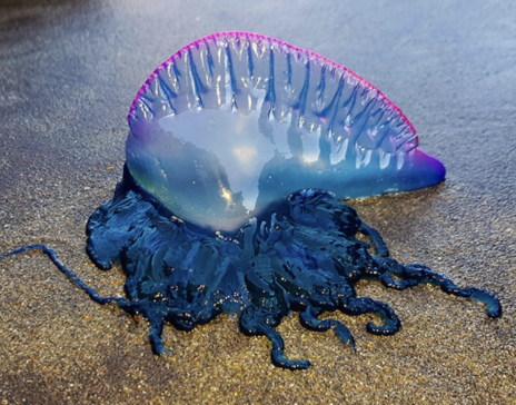 <p>¿Qué individuo es? Taxonomia </p>