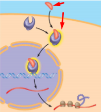 <p>define + whats happening</p>