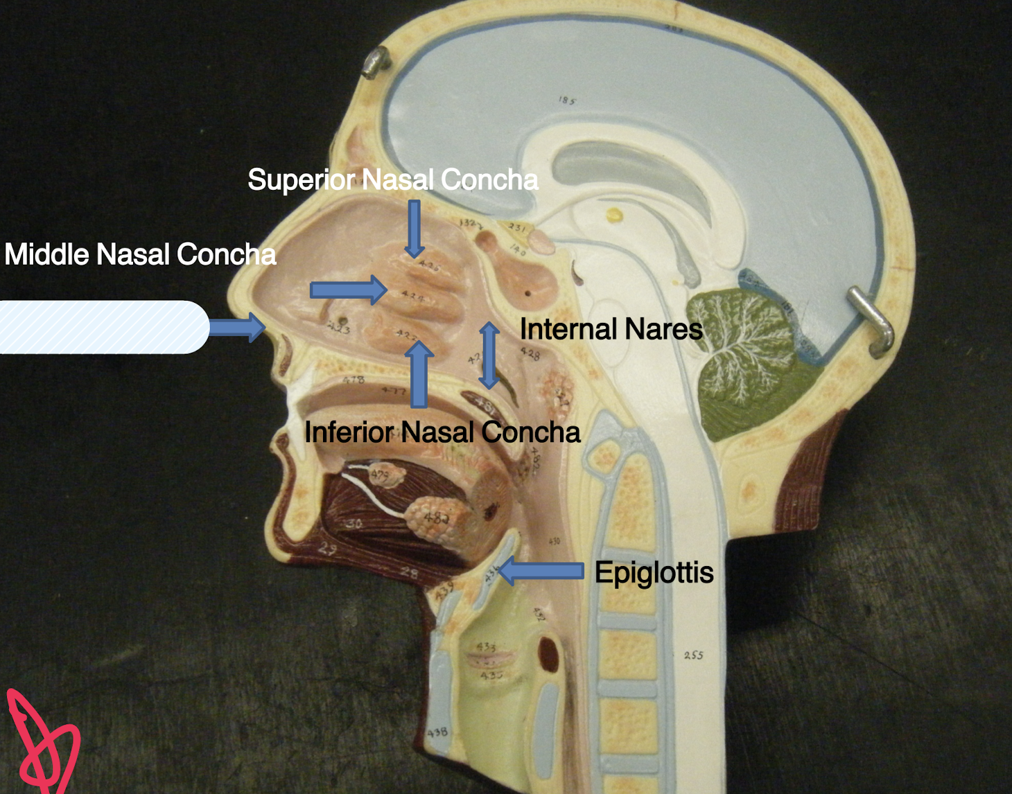 knowt flashcard image