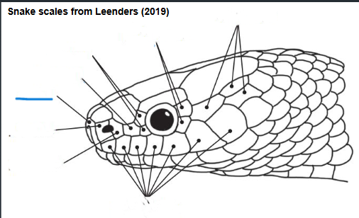 <p>Name the indicated scales</p>