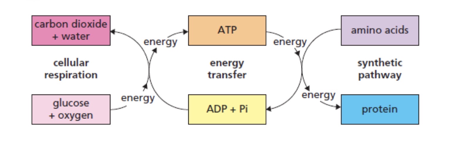 <p><span>ATP is used to transfer energy to cellular processes which require energy. E.g the ATP released during aerobic respiration provides the energy required for Protein Synthesis.</span></p>