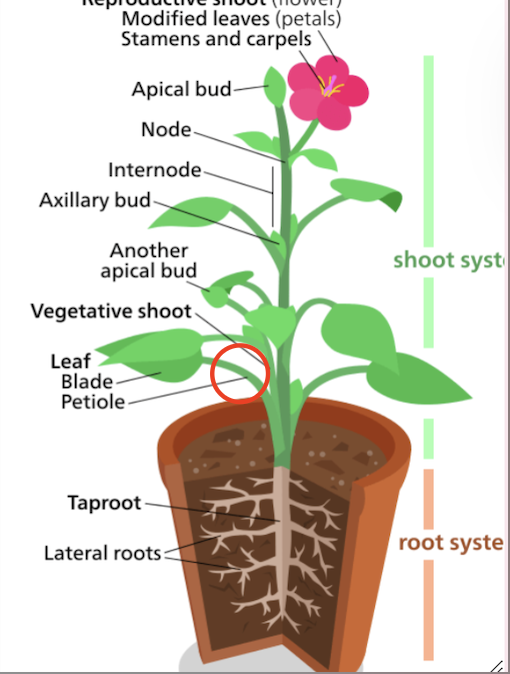 <p>The stalk that extends from the stem to the base of the leaf</p>