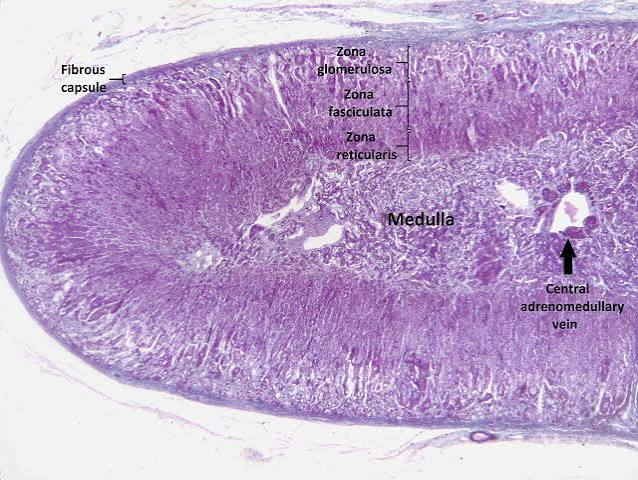 <p>adrenal gland</p>