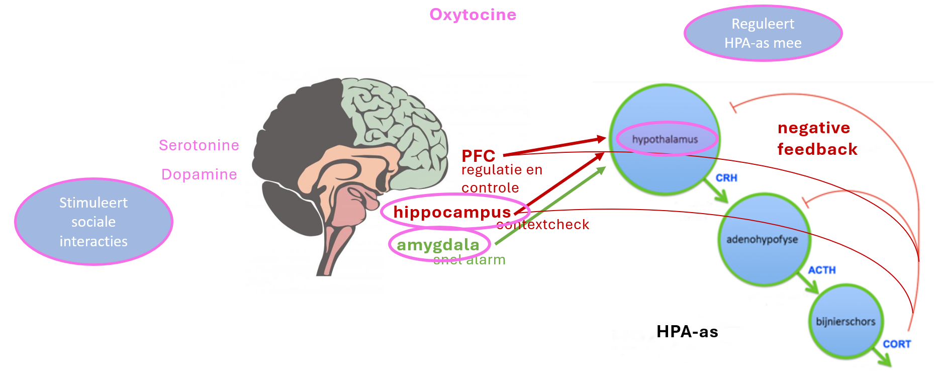 <p>1) Stimuleert interacties die op zich stress verlagend zijn</p><p>2) Reguleert HPA-as direct & indirect</p>