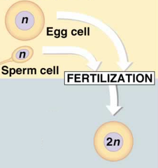 <p>produce sex cells and hormones to procreate</p>