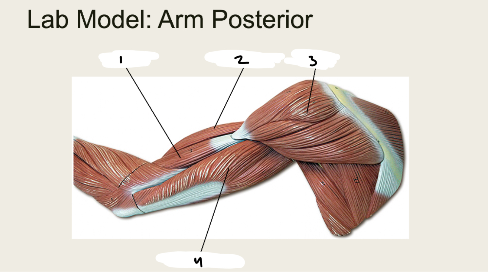 <p>1.XX</p><p>2.XX</p><p>3.XX</p><p>4.XX</p>
